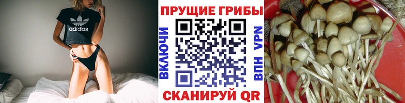 Псилоцибиновые грибы Psilocybine cubensis Канск